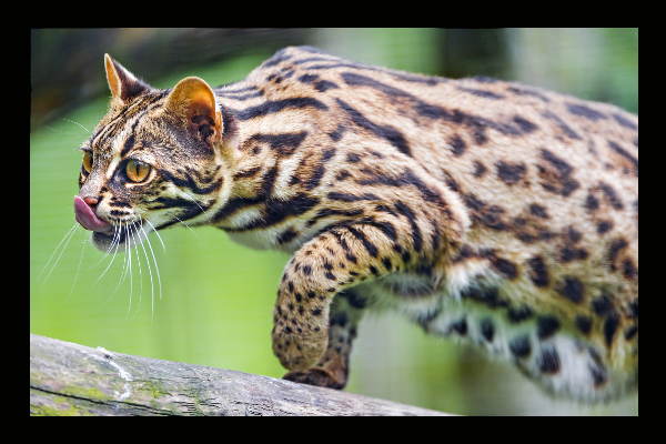 prionailurus bengalensis